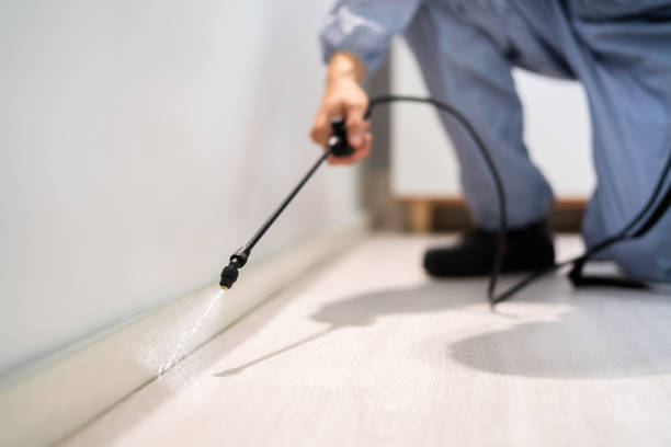 Professional exterminator conducting IPM assessment in Bagdad