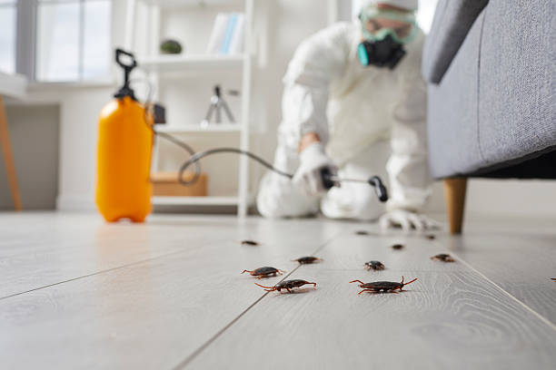 Commercial Kitchen Cockroach Control in Bagdad